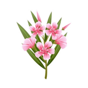 Pink Oleander Feeder